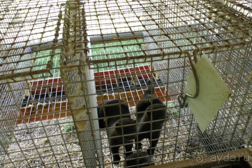 Купить хорошую шубу в Греции (2015). Отзыв и полезные советы.