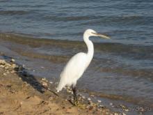 ошибочно указала год 2008