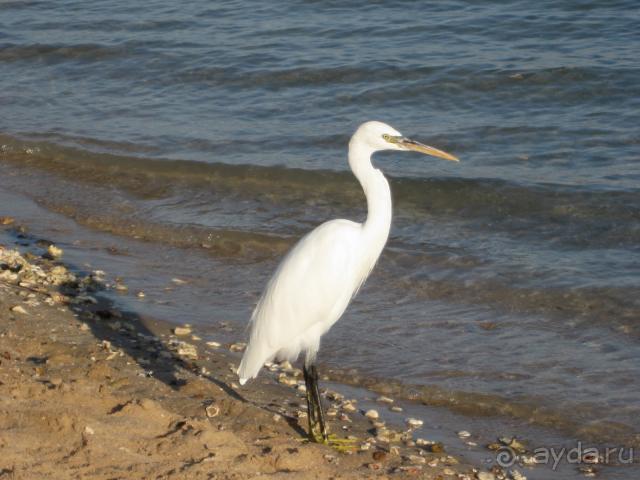 ошибочно указала год 2008