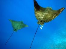 фото Melton Beach Resort 