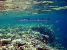 фото Melton Beach Resort 