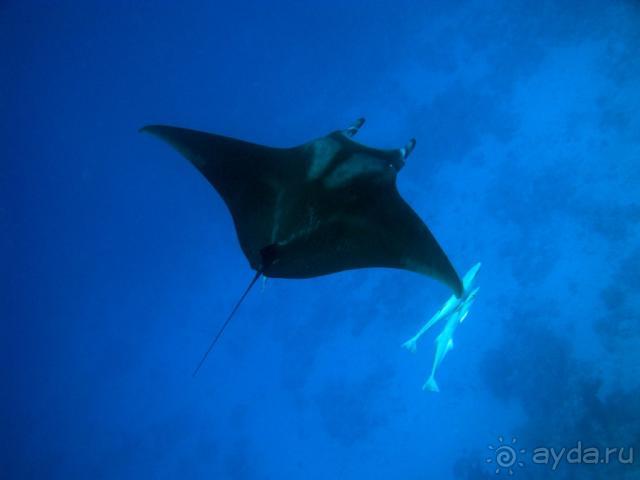 Для истинных ценителей Красного моря