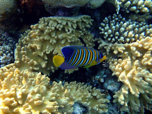 королевский ангел