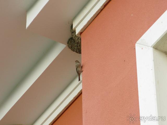 Очень много воробьев и ласточек