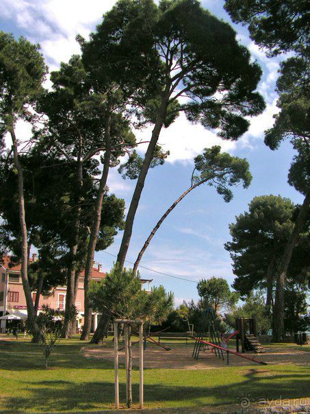 г.Новиград.