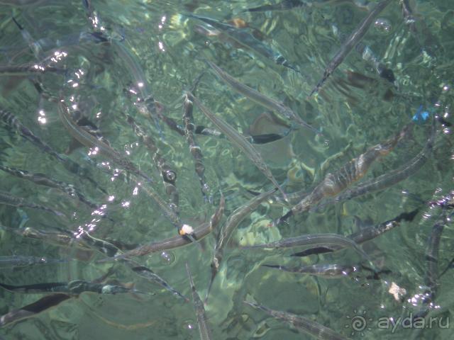 Рыбки в море