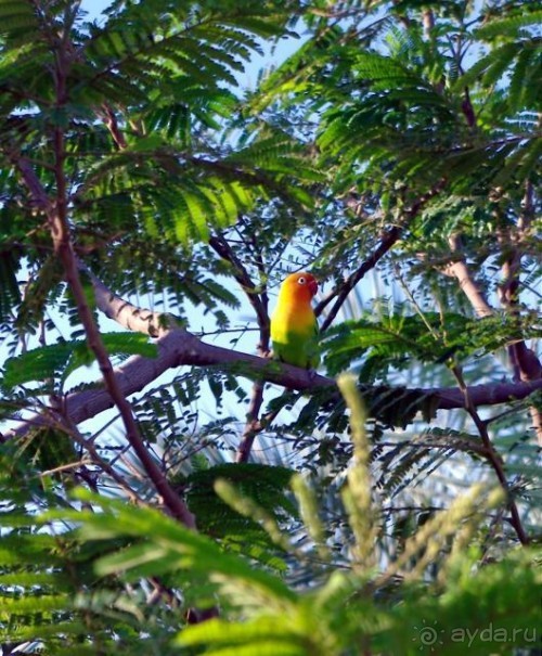 фото Siva Grand Beach