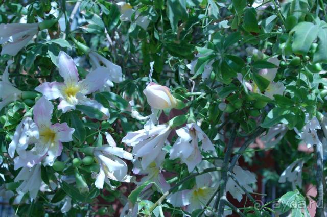 фото Siva Grand Beach