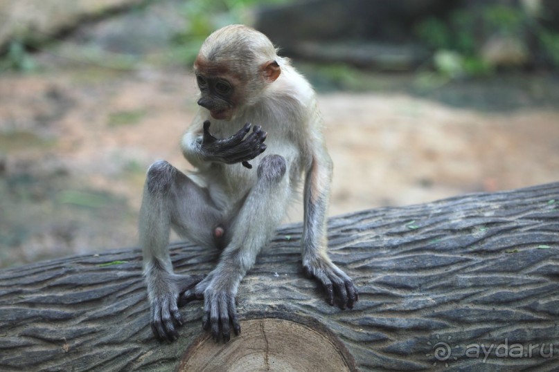 Отзыв о покупке шубы в Греции, Кастория 2014
