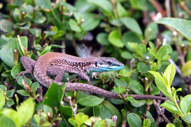 фото Gloria Golf Resort