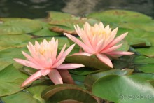 Hilton Sanya - отличный отель!