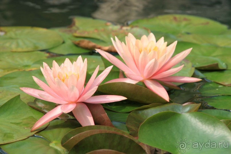 Hilton Sanya - отличный отель!