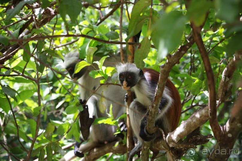 Сев. Гренландия, часть 1. Илулисат и Фабрика айсбергов