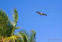 фото Tortuga Bay Puntacana Resort & Club