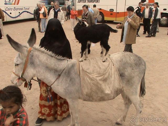 Забавные животные