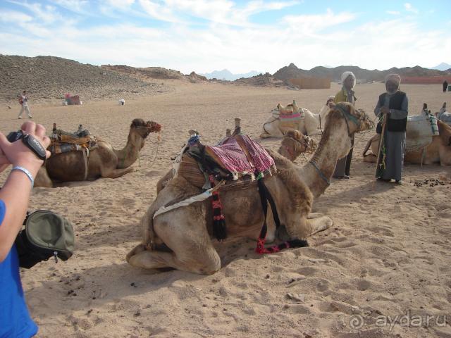 Послушные верблюды