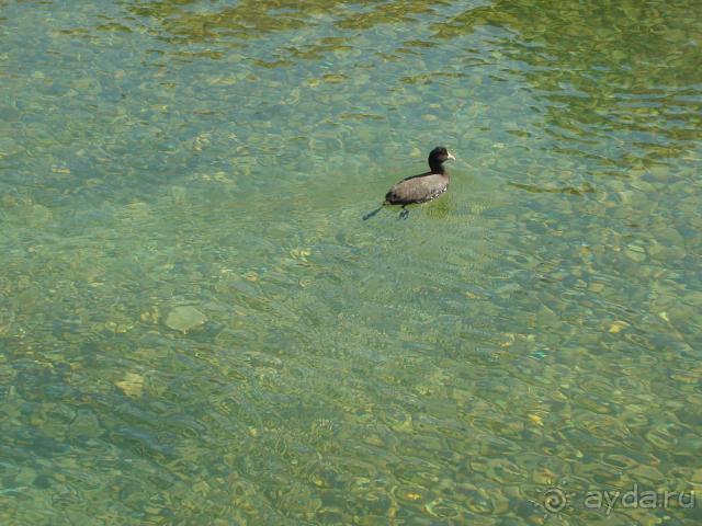 Утка, которая живет в Панораме!