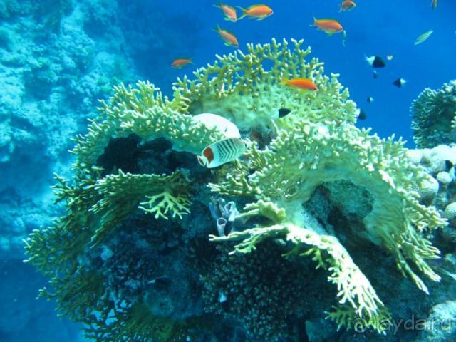 фото Melton Tiran Resort 