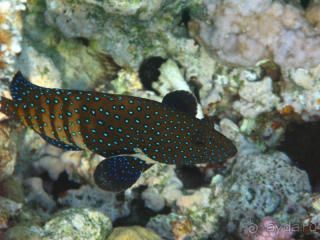 фото Melton Tiran Resort 