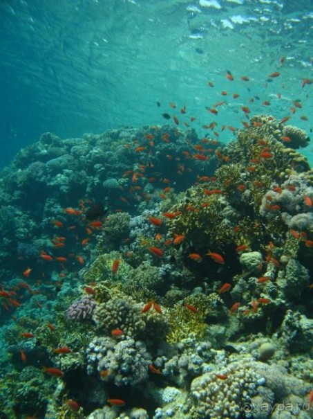 фото Melton Tiran Resort 