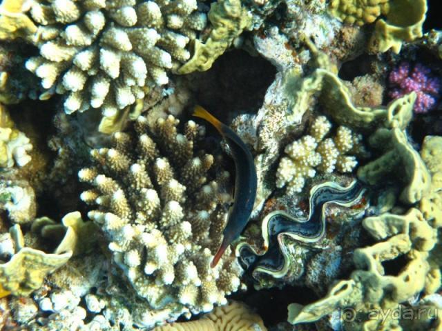 фото Melton Tiran Resort 