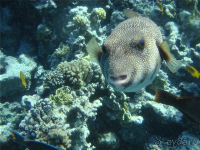 фото Bauer Il Palazzo (No Sea View)