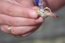 фото Coral Sea Water World