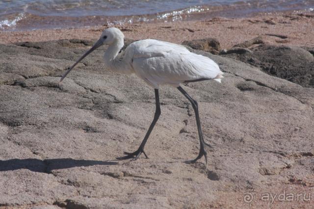 Уютный Coral для влюбленных семейных пар