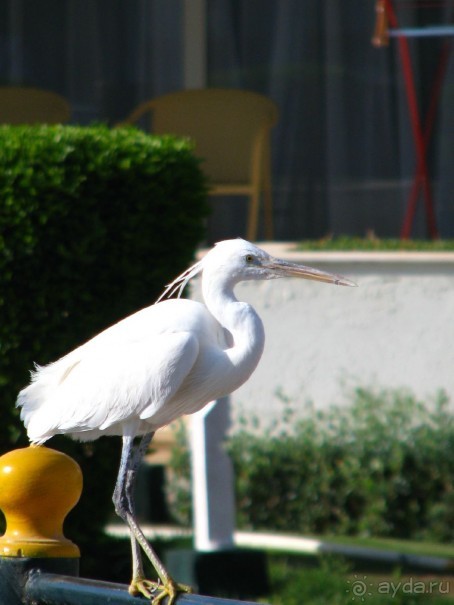 фото Pickalbatros Dana Beach Resort