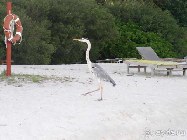 Вполне приличный отель,но на 5 звезд не тянет!