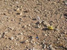 фото Renaissance Sharm El Sheikh Golden View Beach Resort