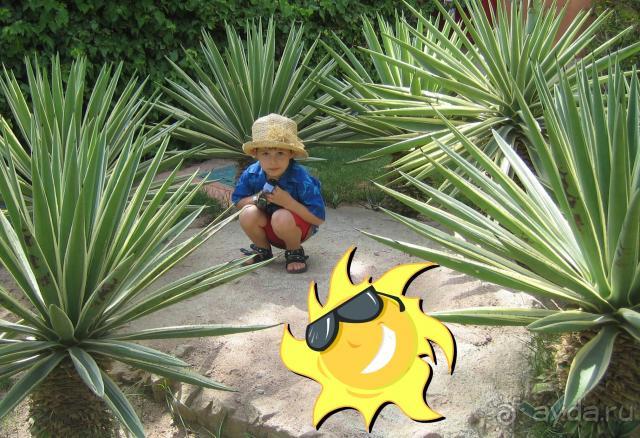 спрятался в колючках - не достанешь))