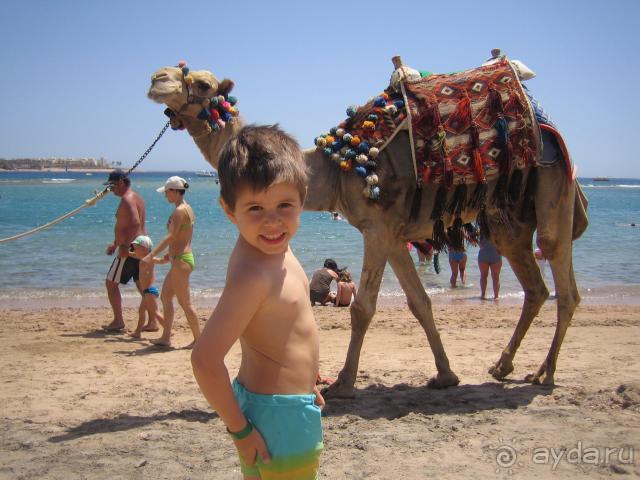 по пляжам гуляют верблюды!