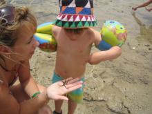 Морские звездочки