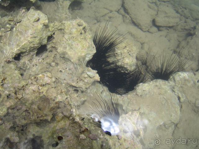 Осторожно ежи!