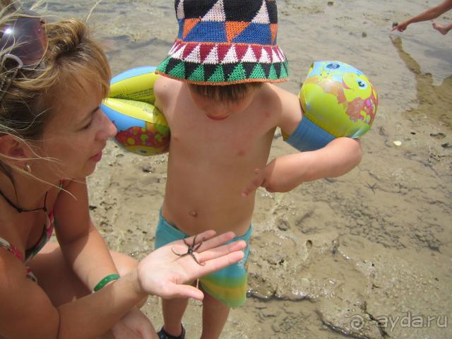 Морские звездочки