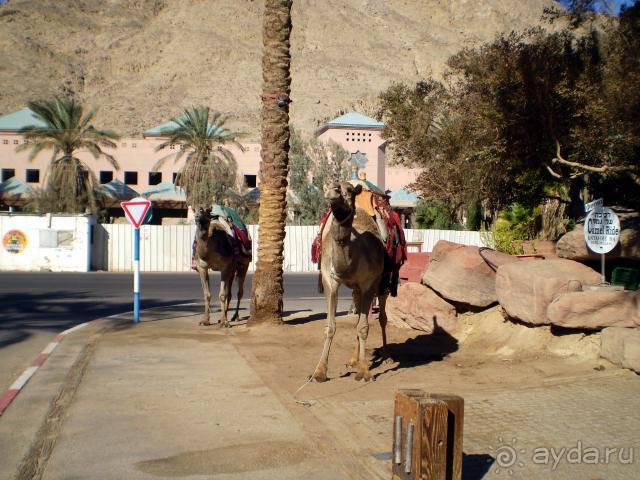 фото Isrotel King Solomons Palace