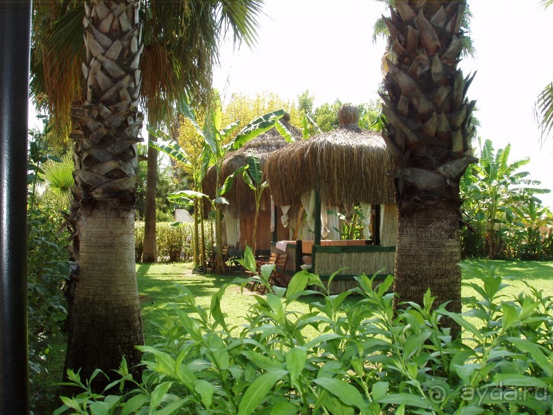 фото Орхидея