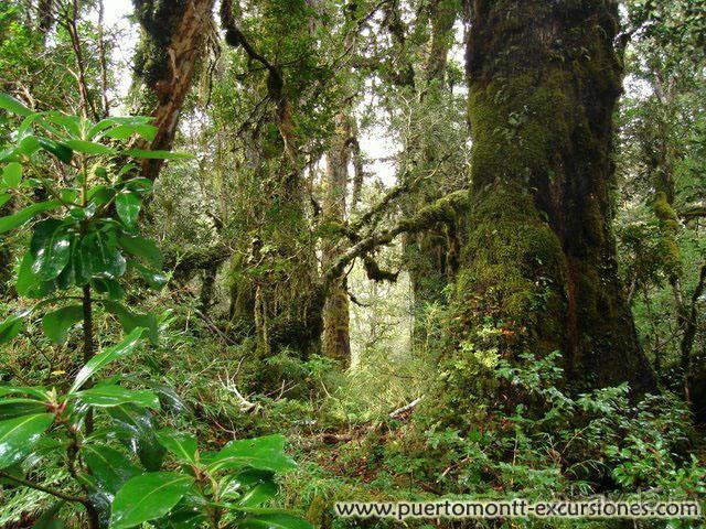 Национальный парк Алерсе Андино