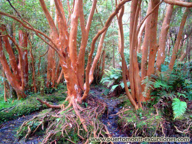 Национальный парк Висенте Перес Росалес