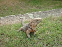 И всё равно это был  отдых.Мне Куба нравиться!