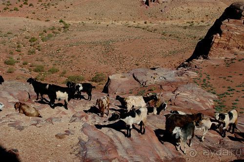 Зимние иорданские каникулы на машине (через Израиль) – забавно, но повторять не хочется