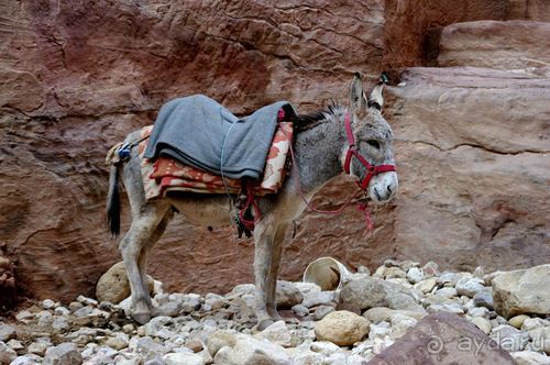 Зимние иорданские каникулы на машине (через Израиль) – забавно, но повторять не хочется