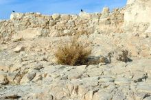 Зимние иорданские каникулы на машине (через Израиль) – забавно, но повторять не хочется