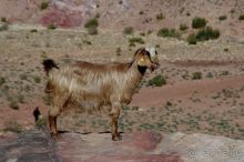 Зимние иорданские каникулы на машине (через Израиль) – забавно, но повторять не хочется