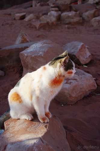 Зимние иорданские каникулы на машине (через Израиль) – забавно, но повторять не хочется