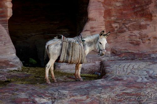 Зимние иорданские каникулы на машине (через Израиль) – забавно, но повторять не хочется