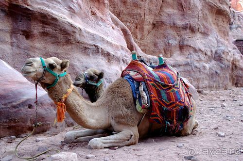 Зимние иорданские каникулы на машине (через Израиль) – забавно, но повторять не хочется