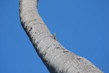 Курамати - это супер!