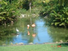 фото Melia Caribe Beach Resort